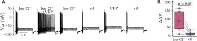 Mechanisms of sympathoexcitation via P2Y6 receptors